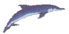 DOLPHIN No 11