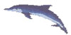 DOLPHIN No 10
